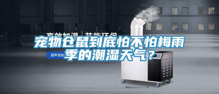 寵物倉鼠到底怕不怕梅雨季的潮濕天氣？