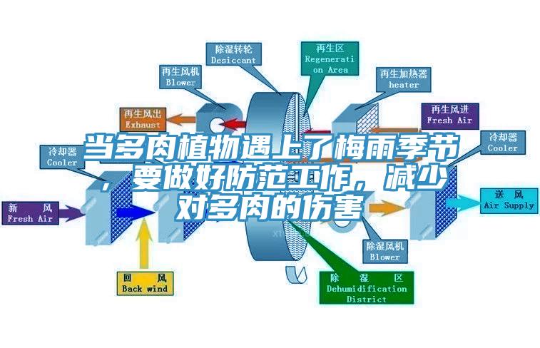 當多肉植物遇上了梅雨季節，要做好防范工作，減少對多肉的傷害