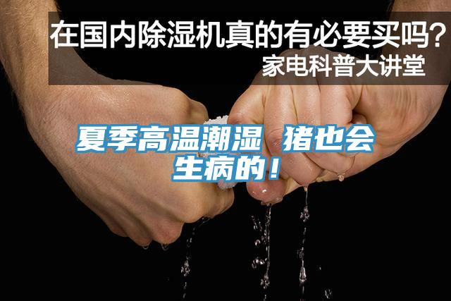 夏季高溫潮濕 豬也會生病的！
