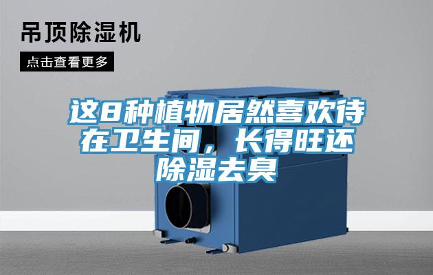 這8種植物居然喜歡待在衛(wèi)生間，長(zhǎng)得旺還除濕去臭