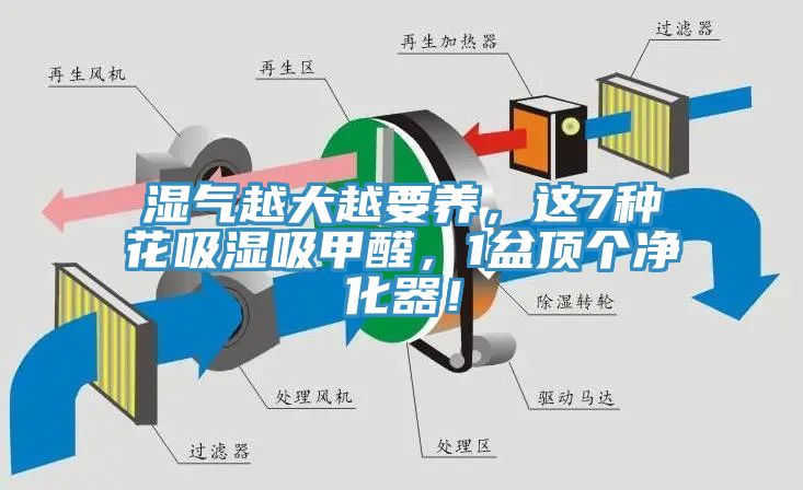 濕氣越大越要養(yǎng)，這7種花吸濕吸甲醛，1盆頂個(gè)凈化器！