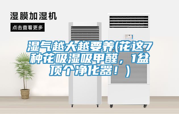 濕氣越大越要養(yǎng)(花這7種花吸濕吸甲醛，1盆頂個(gè)凈化器！)